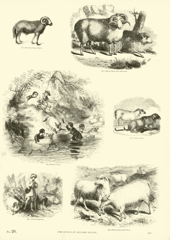 Pagina dal Museo Illustrato della Natura Animata da English School