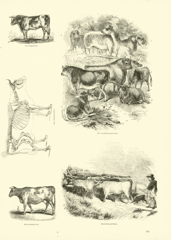 Pagina dal Museo Illustrato della Natura Animata da English School