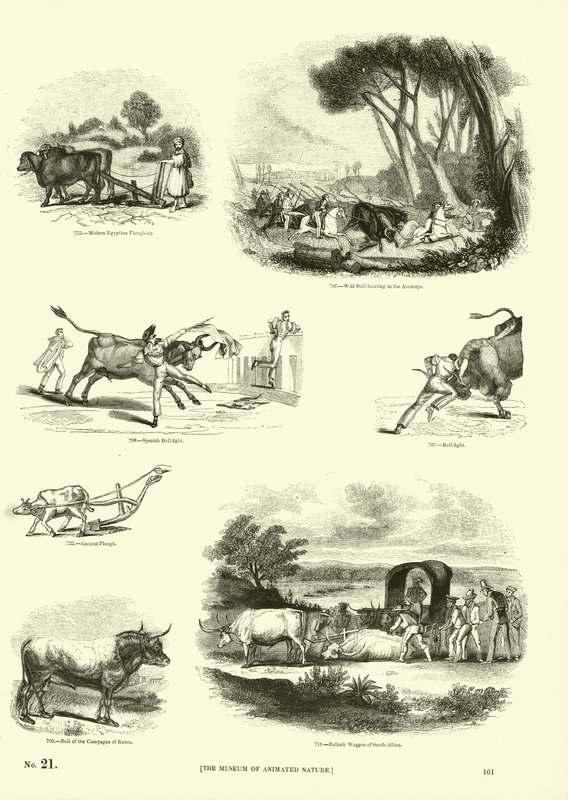 Pagina dal Museo Illustrato della Natura Animata da English School