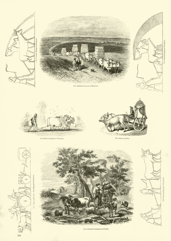 Pagina dal Museo Illustrato della Natura Animata da English School