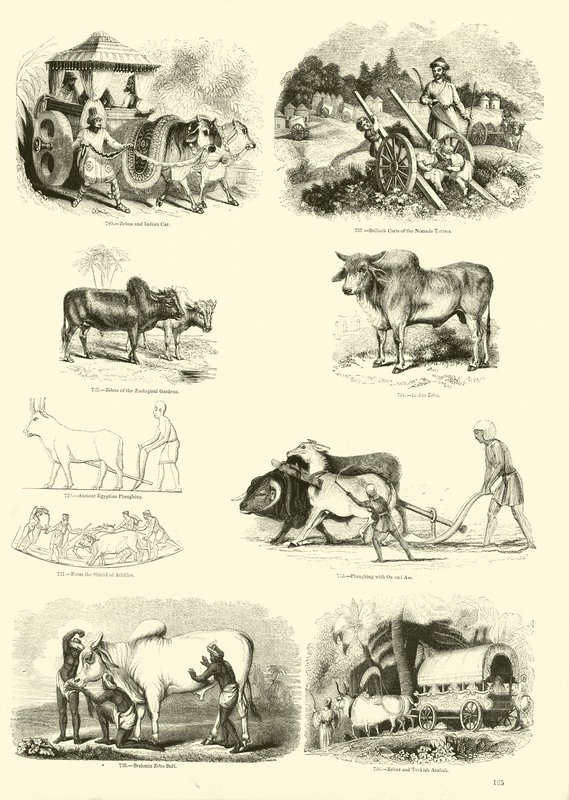 Pagina dal Museo Illustrato della Natura Animata da English School