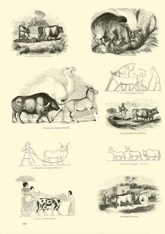 Pagina dal Museo Illustrato della Natura Animata da English School