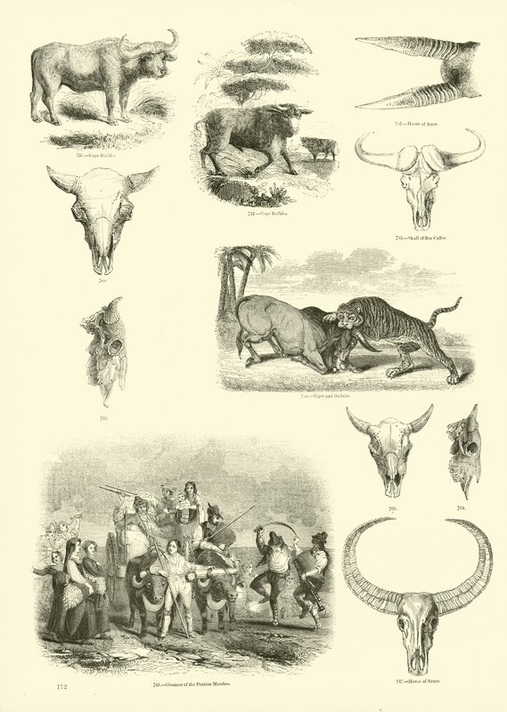 Pagina dal Museo Illustrato della Natura Animata da English School