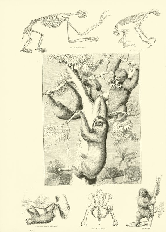 Pagina dal Museo Illustrato della Natura Animata da English School