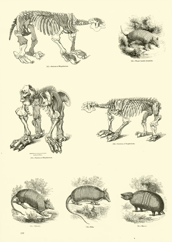 Pagina dal Museo Illustrato della Natura Animata da English School
