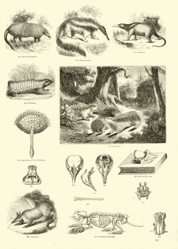 Pagina dal Museo Illustrato della Natura Animata da English School