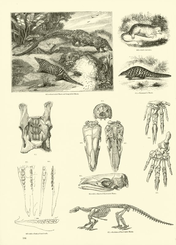 Pagina dal Museo Illustrato della Natura Animata da English School