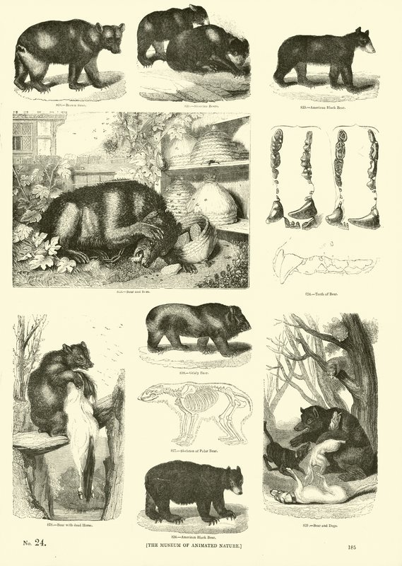 Pagina dal Museo Illustrato della Natura Animata da English School