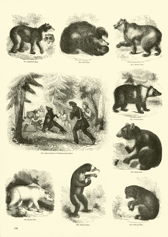 Pagina dal Museo Illustrato della Natura Animata da English School