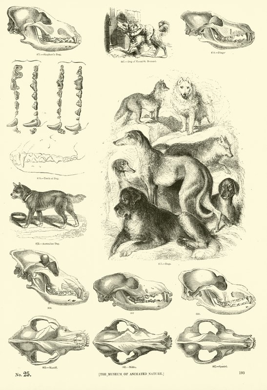 Pagina dal Museo Illustrato della Natura Animata da English School
