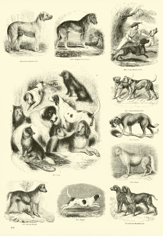 Pagina dal Museo Illustrato della Natura Animata da English School