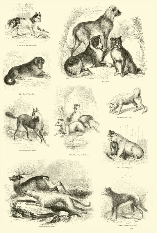 Pagina dal Museo Illustrato della Natura Animata da English School