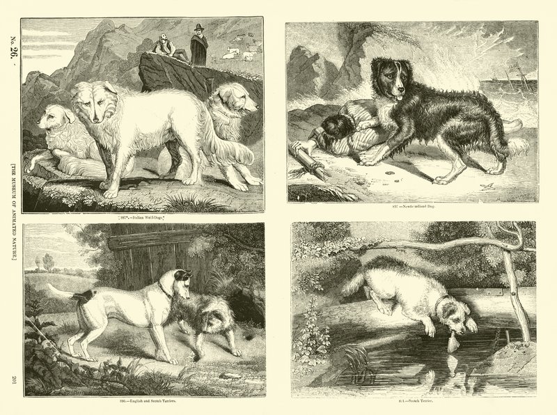 Pagina dal Museo Illustrato della Natura Animata da English School