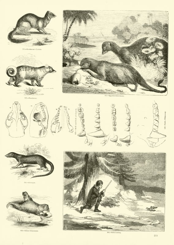 Pagina dal Museo Illustrato della Natura Animata da English School