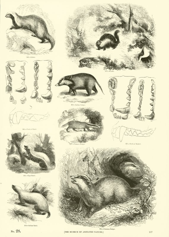Pagina dal Museo Illustrato della Natura Animata da English School