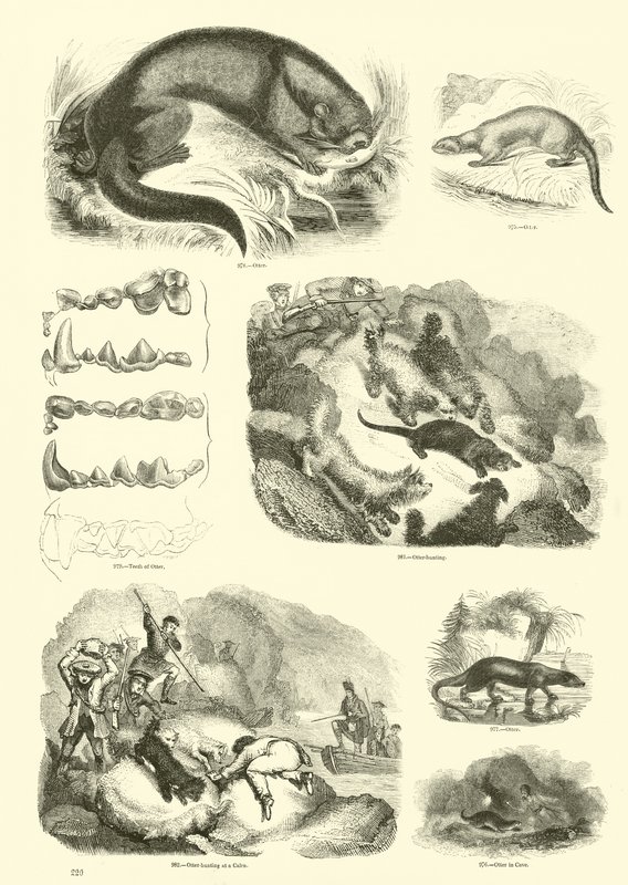Pagina dal Museo Illustrato della Natura Animata da English School