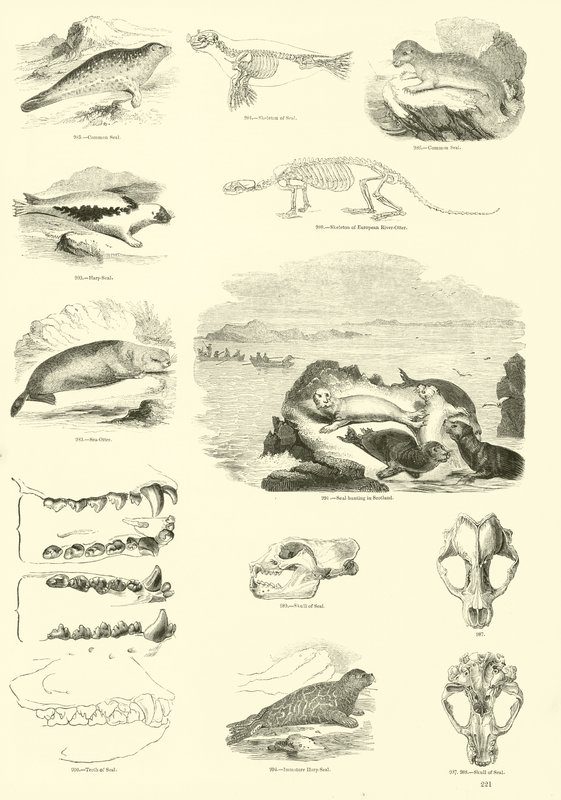 Pagina dal Museo Illustrato della Natura Animata da English School