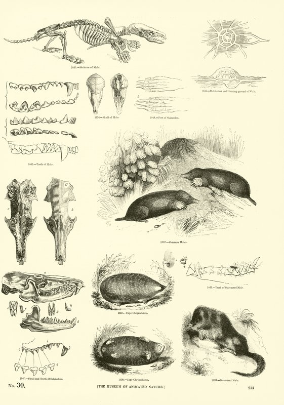Pagina dal Museo Illustrato della Natura Animata da English School