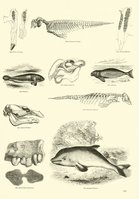 Pagina dal Museo Illustrato della Natura Animata da English School