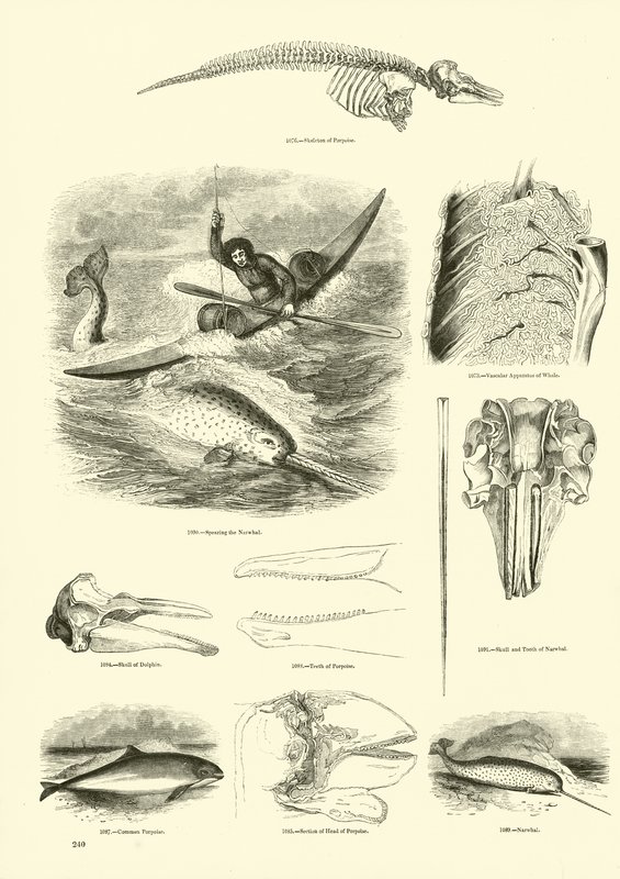 Pagina dal Museo Illustrato della Natura Animata da English School