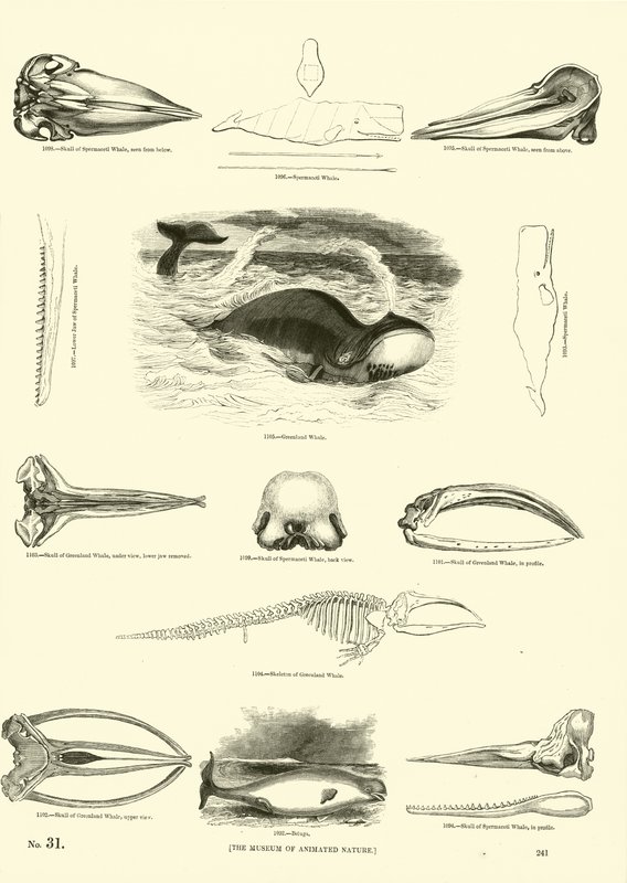 Pagina dal Museo Illustrato della Natura Animata da English School