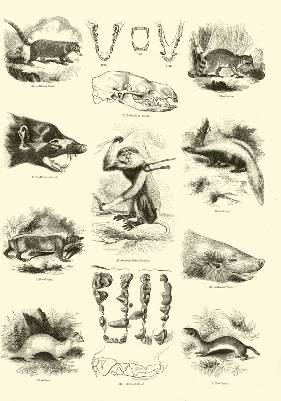 Pagina dal Museo Illustrato della Natura Animata da English School