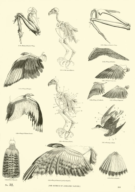 Pagina dal Museo Illustrato della Natura Animata da English School