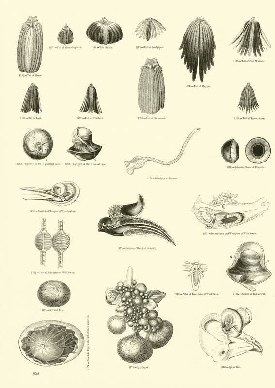 Pagina dal Museo Illustrato della Natura Animata da English School
