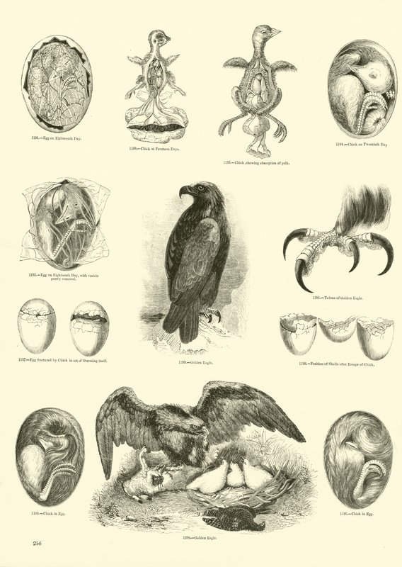 Pagina dal Museo Illustrato della Natura Animata da English School