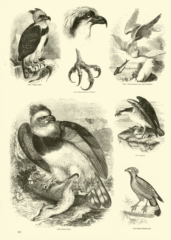 Pagina dal Museo Illustrato della Natura Animata da English School