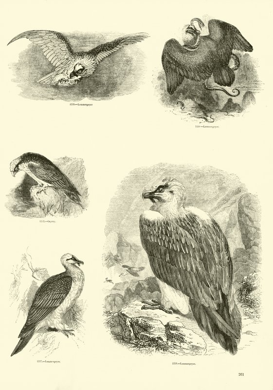 Pagina dal Museo Illustrato della Natura Animata da English School
