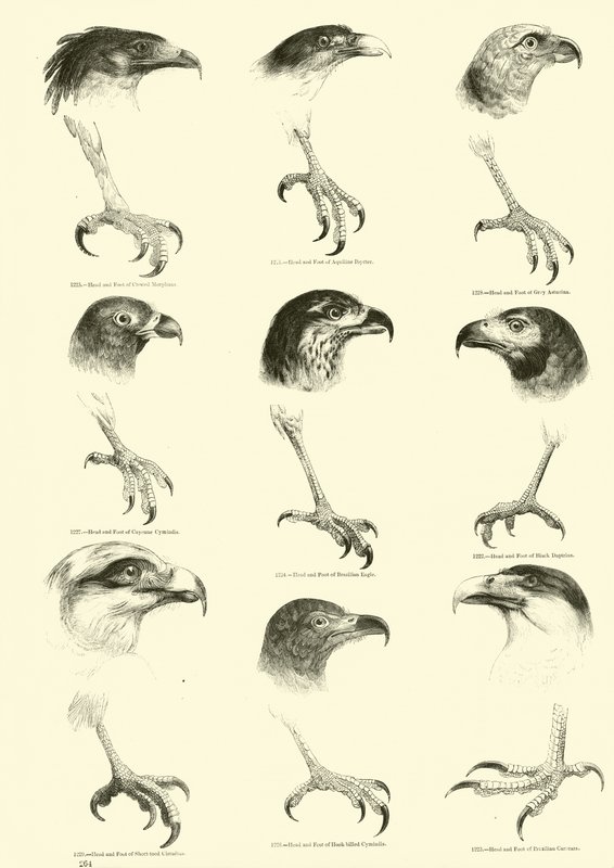 Pagina dal Museo Illustrato della Natura Animata da English School