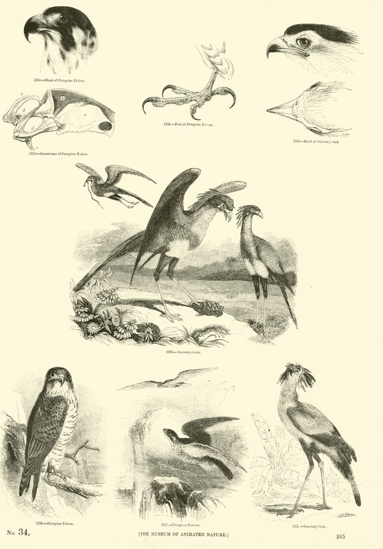 Pagina dal Museo Illustrato della Natura Animata da English School