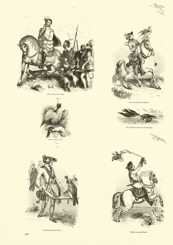 Pagina dal Museo Illustrato della Natura Animata da English School