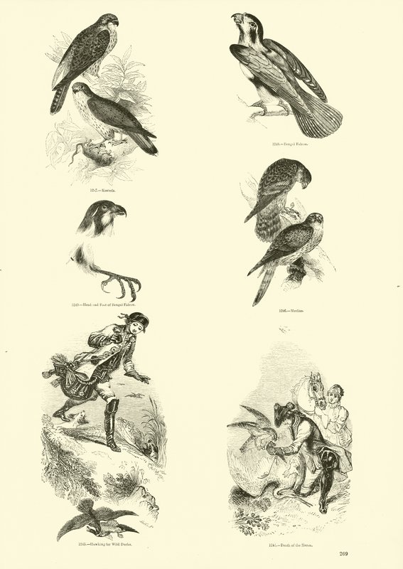 Pagina dal Museo Illustrato della Natura Animata da English School