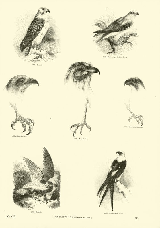 Pagina dal Museo Illustrato della Natura Animata da English School