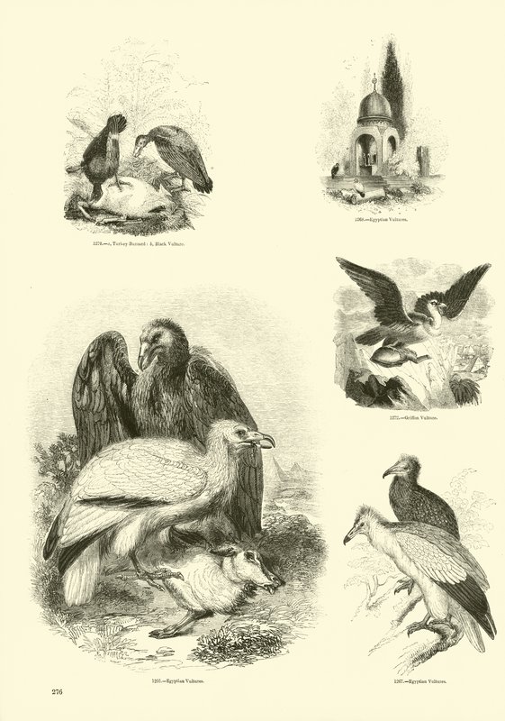 Pagina dal Museo Illustrato della Natura Animata da English School