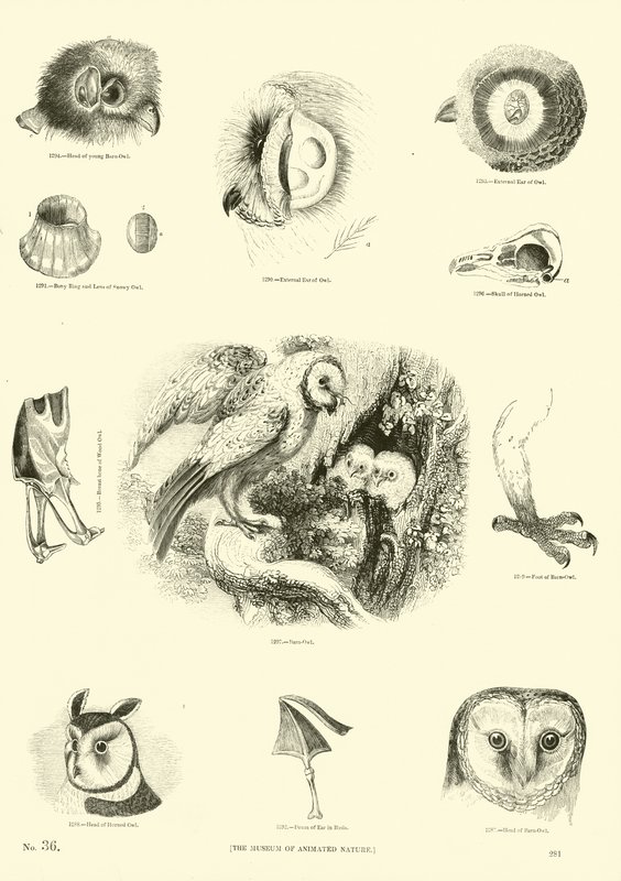 Pagina dal Museo Illustrato della Natura Animata da English School