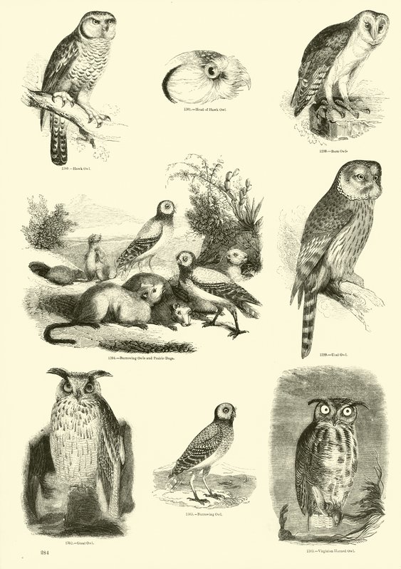 Pagina dal Museo Illustrato della Natura Animata da English School