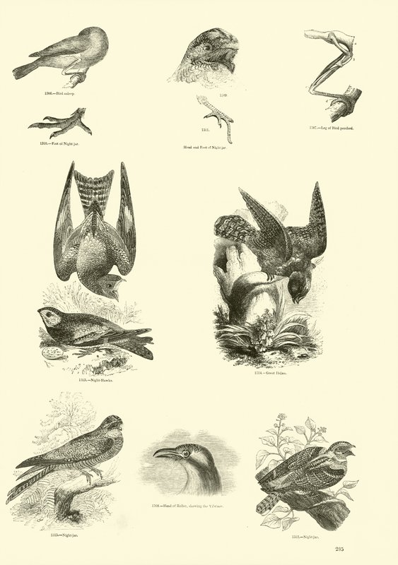 Pagina dal Museo Illustrato della Natura Animata da English School