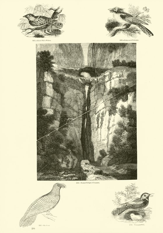 Pagina dal Museo Illustrato della Natura Animata da English School