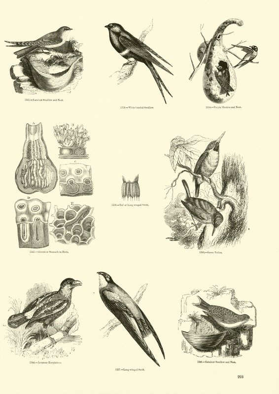Pagina dal Museo Illustrato della Natura Animata da English School