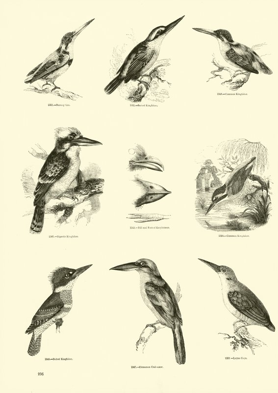 Pagina dal Museo Illustrato della Natura Animata da English School