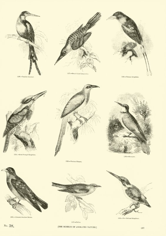 Pagina dal Museo Illustrato della Natura Animata da English School