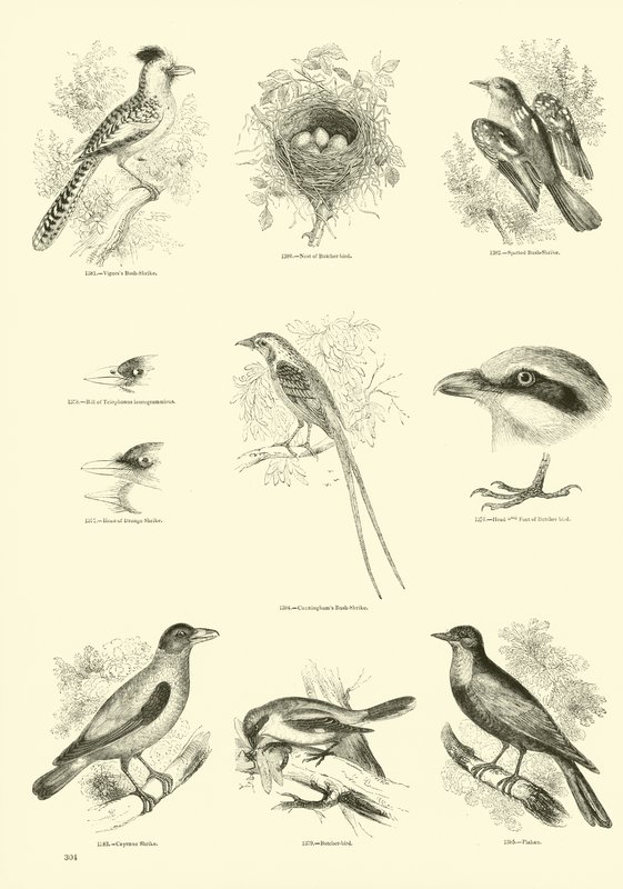 Pagina dal Museo Illustrato della Natura Animata da English School