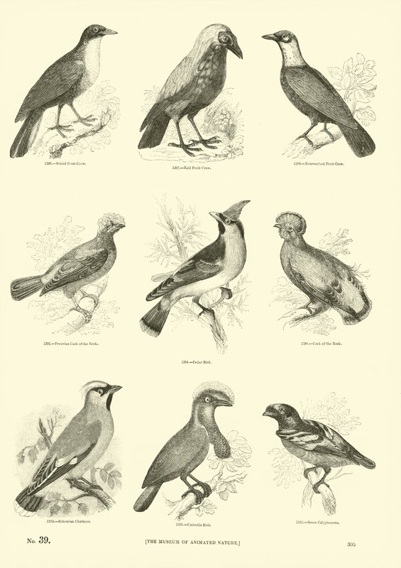 Pagina dal Museo Illustrato della Natura Animata da English School