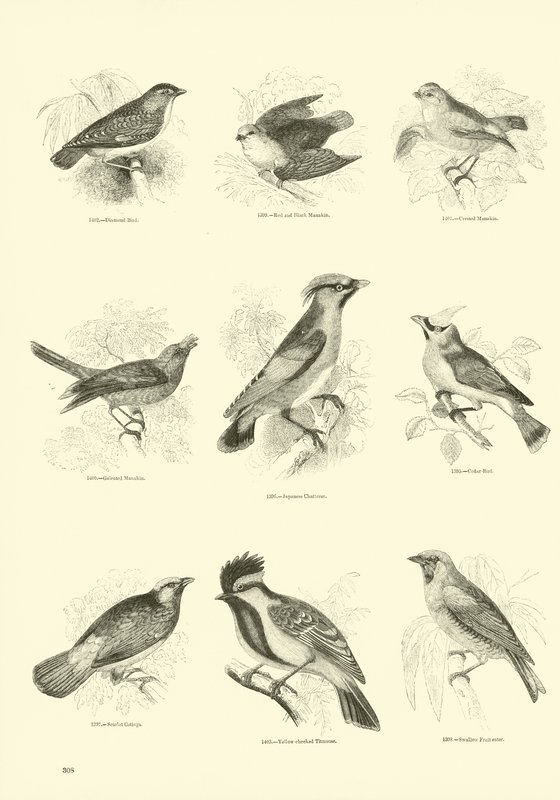 Pagina dal Museo Illustrato della Natura Animata da English School