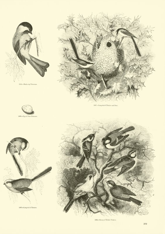 Pagina dal Museo Illustrato della Natura Animata da English School