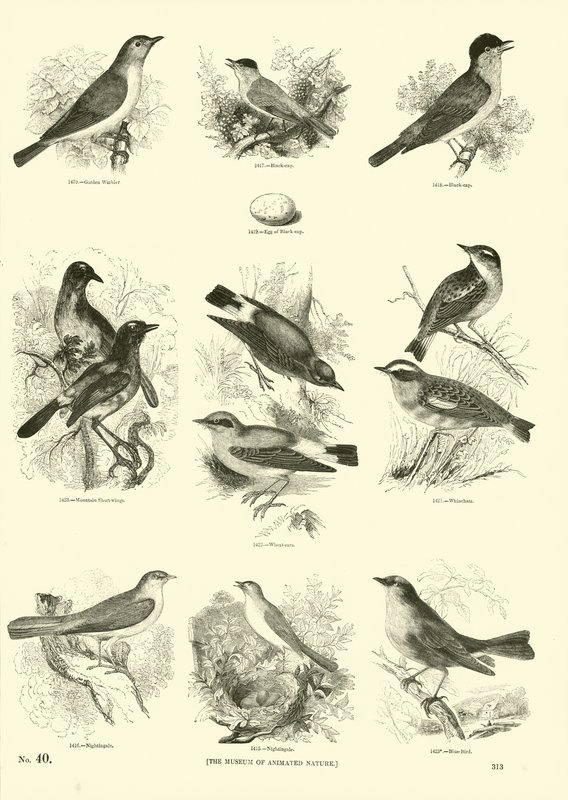 Pagina dal Museo Illustrato della Natura Animata da English School