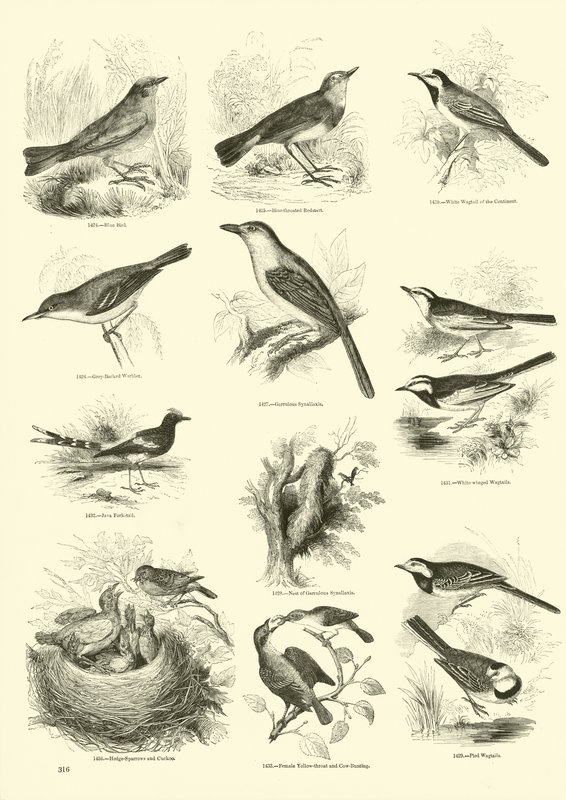 Pagina dal Museo Illustrato della Natura Animata da English School